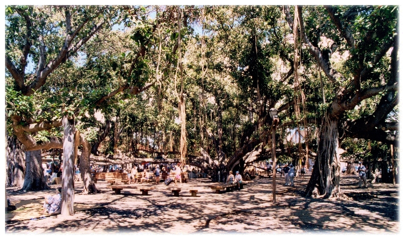 Tree, Maui Hawaii.jpg